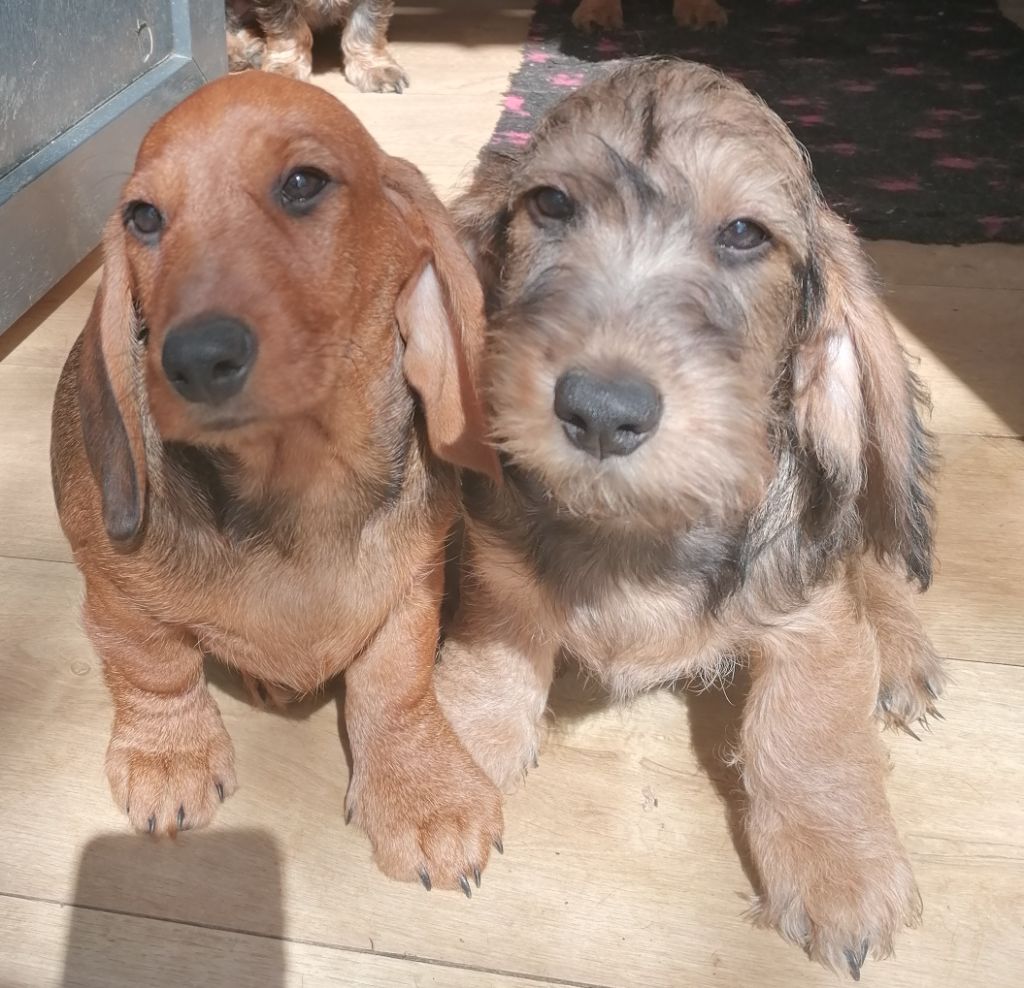 Chiot Teckel poil dur Du Domaine De Gigery