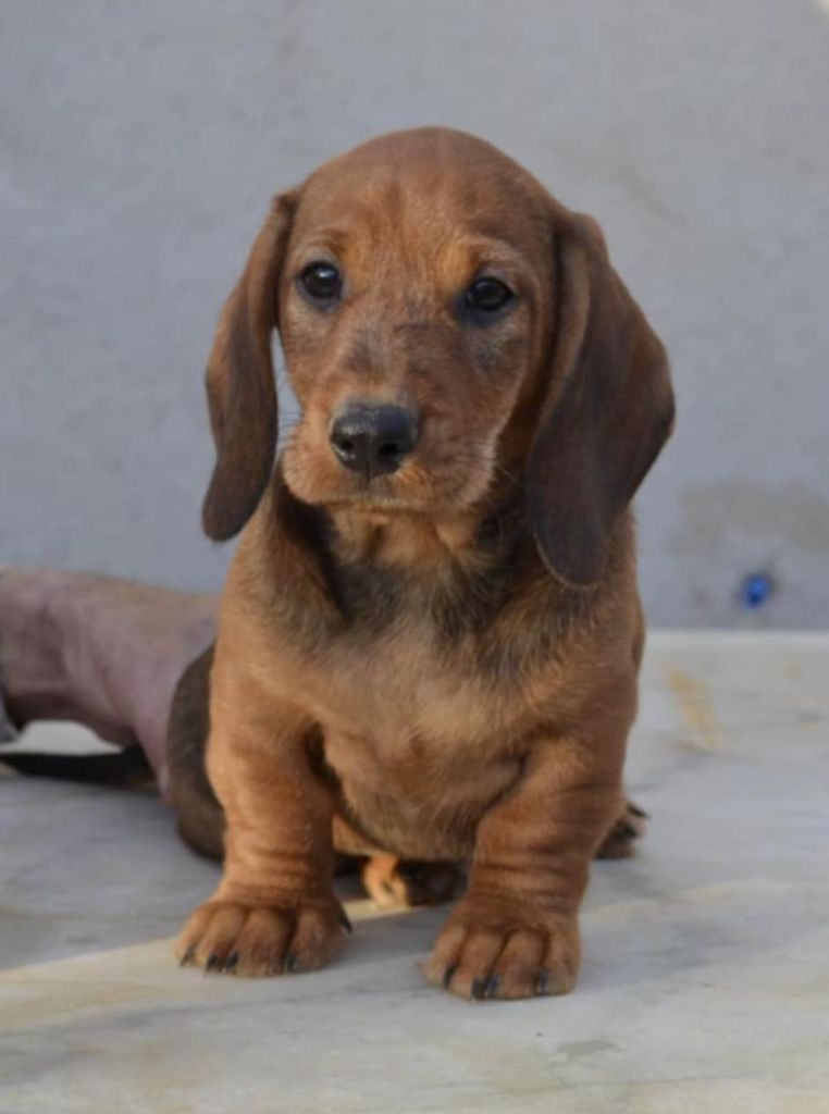 Du Domaine De Gigery - Chiots disponibles - Teckel poil dur